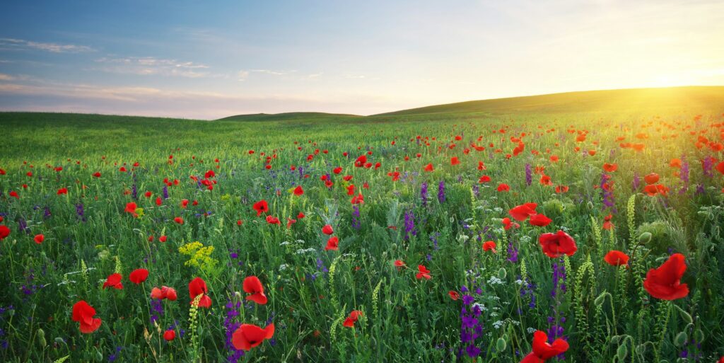 Spring meadow.