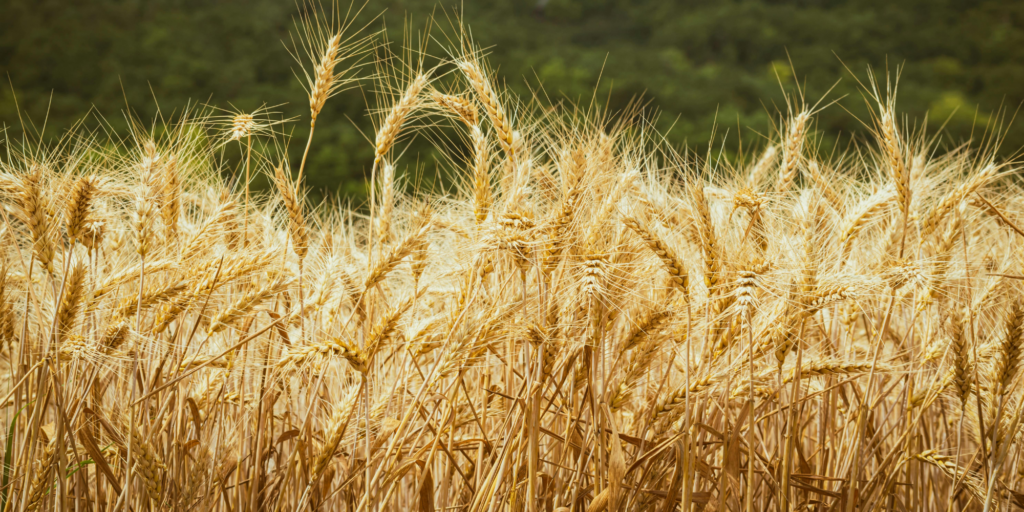 Kaf en koren- Canva